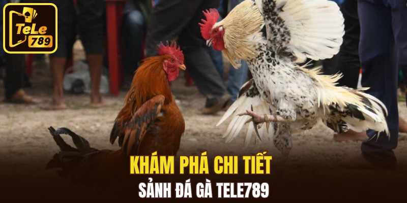 Khám phá chi tiết sảnh đá gà Tele789