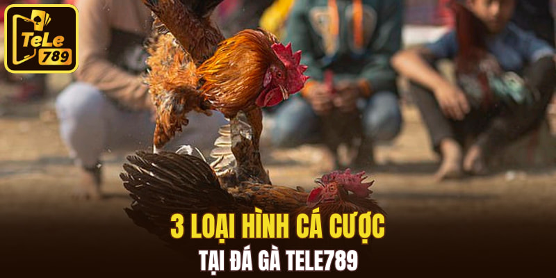 3 loại hình cá cược tại đá gà Tele789
