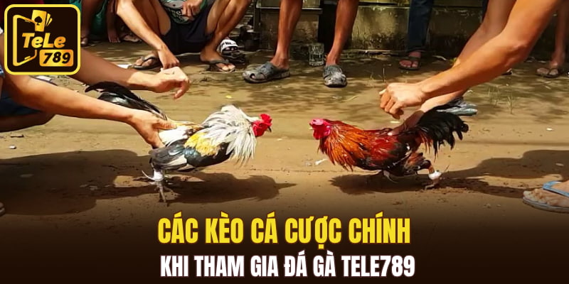 Các kèo cá cược chính khi tham gia đá gà Tele789
