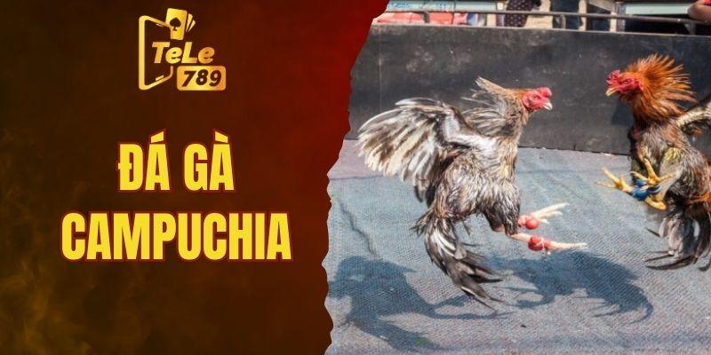 Đá gà Campuchia- sân chơi lớn cho các sư kê