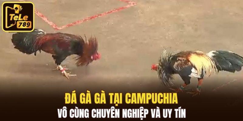 Đá gà gà tại Campuchia vô cùng chuyên nghiệp và uy tín