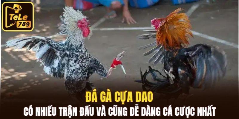 Đá gà cựa dao có nhiều trận đấu và cũng dễ dàng cá cược nhất
