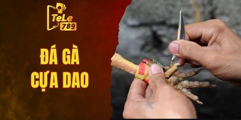 Đá gà cựa dao- đánh nhanh thắng nhanh