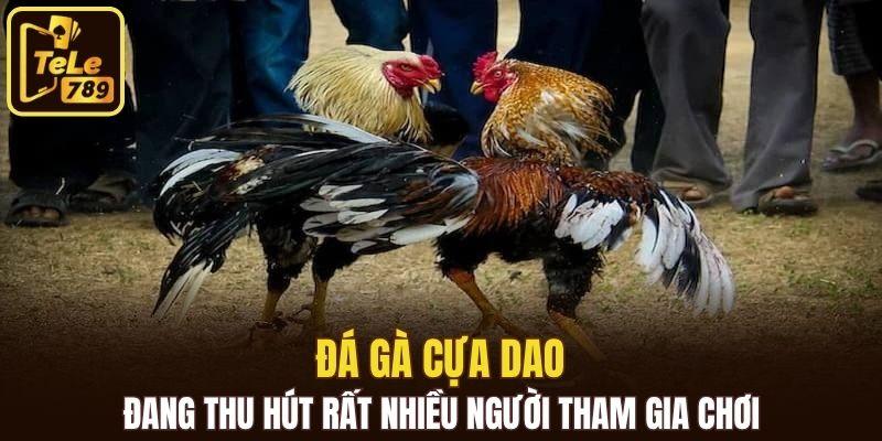 Đá gà cựa dao đang thu hút rất nhiều người tham gia chơi