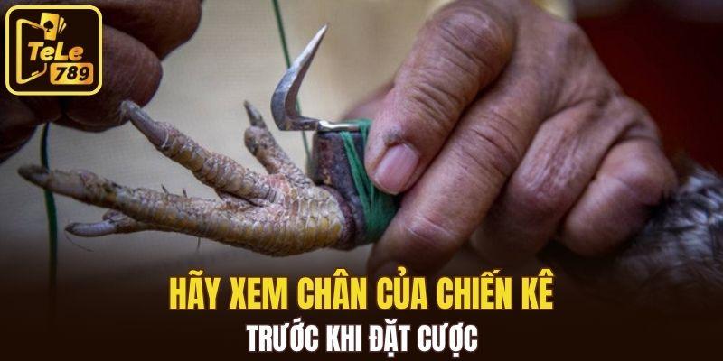 Hãy xem chân của chiến kê trước khi đặt cược