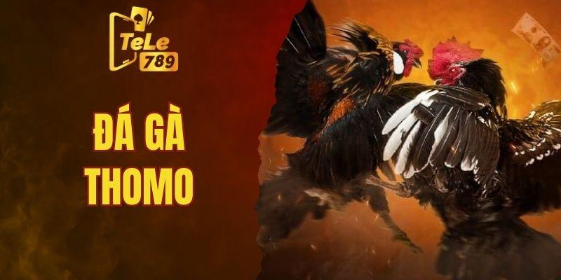Đá gà Thomo- sân chơi lớn nhất
