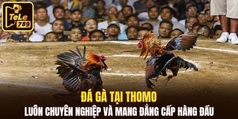 Đá gà tại Thomo luôn chuyên nghiệp và mang đẳng cấp hàng đầu