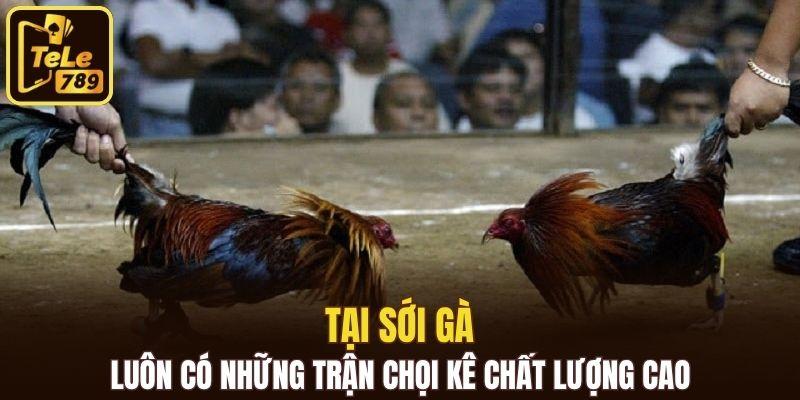 Tại sới gà luôn có những trận chọi kê chất lượng cao