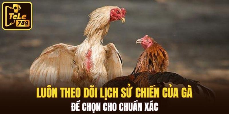 Luôn theo dõi lịch sử chiến của gà để chọn cho chuẩn xác
