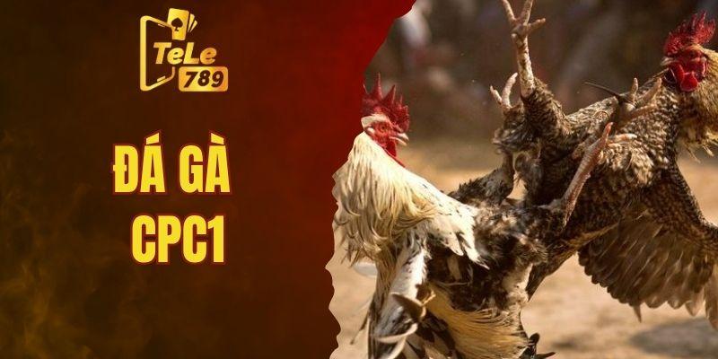Đá gà CPC1 – Trải nghiệm cá cược trực tuyến kịch tính