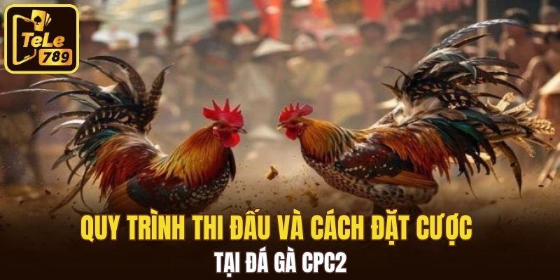 Quy trình thi đấu và cách đặt cược tại đá gà CPC2