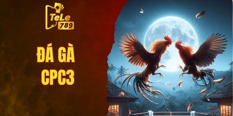 ĐÁ GÀ CPC3 – SĂN KÈO ĐỈNH CAO
